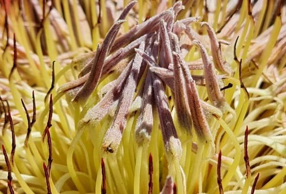 Protea cynaroides, I want to be free!